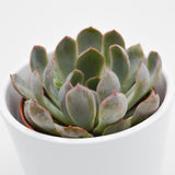 Echeveria Summer - 8.5cm