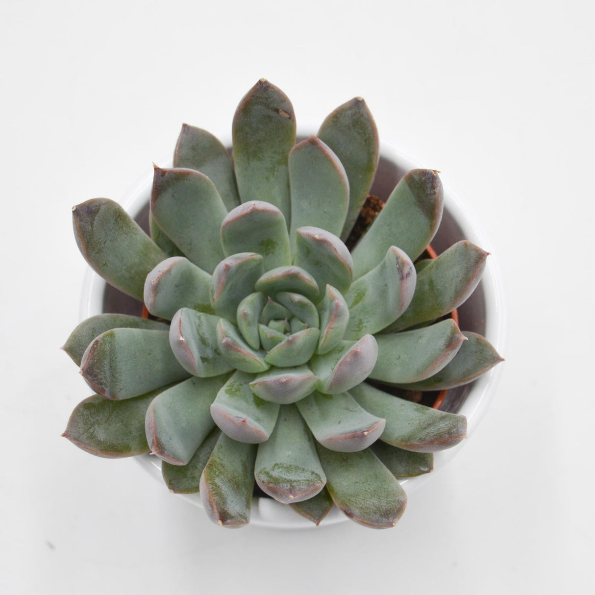 Echeveria Summer - 5.5cm
