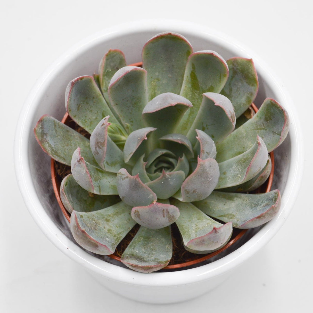 Echeveria Summer - 8.5cm