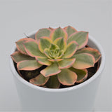 Aeonium Sunrise - 10.5cm