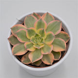 Aeonium Sunrise - 10.5cm