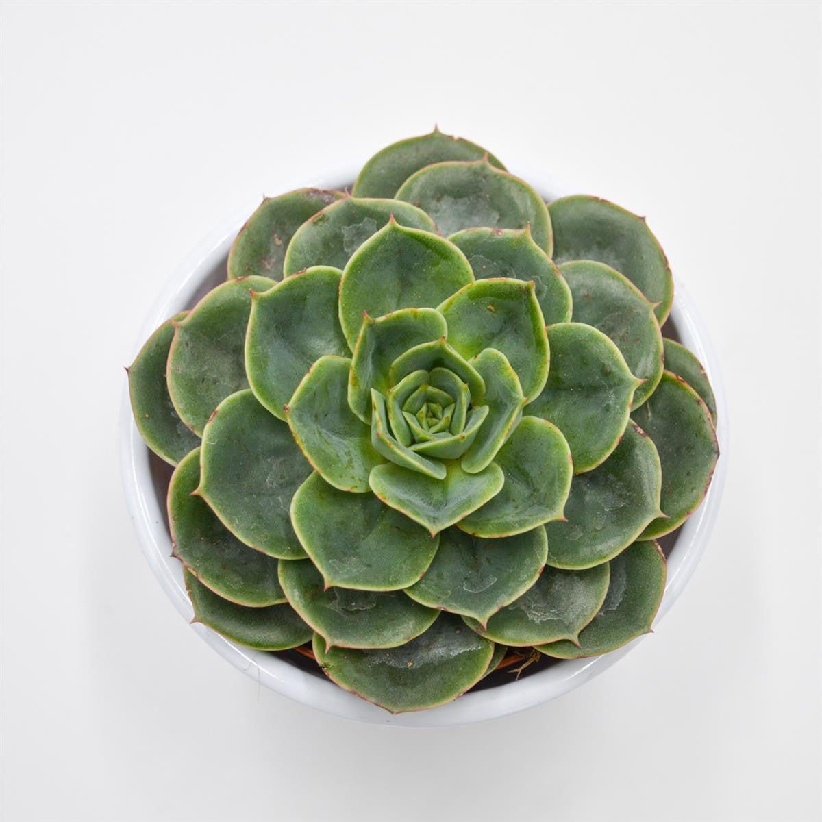 Echeveria Taco - 8.5cm