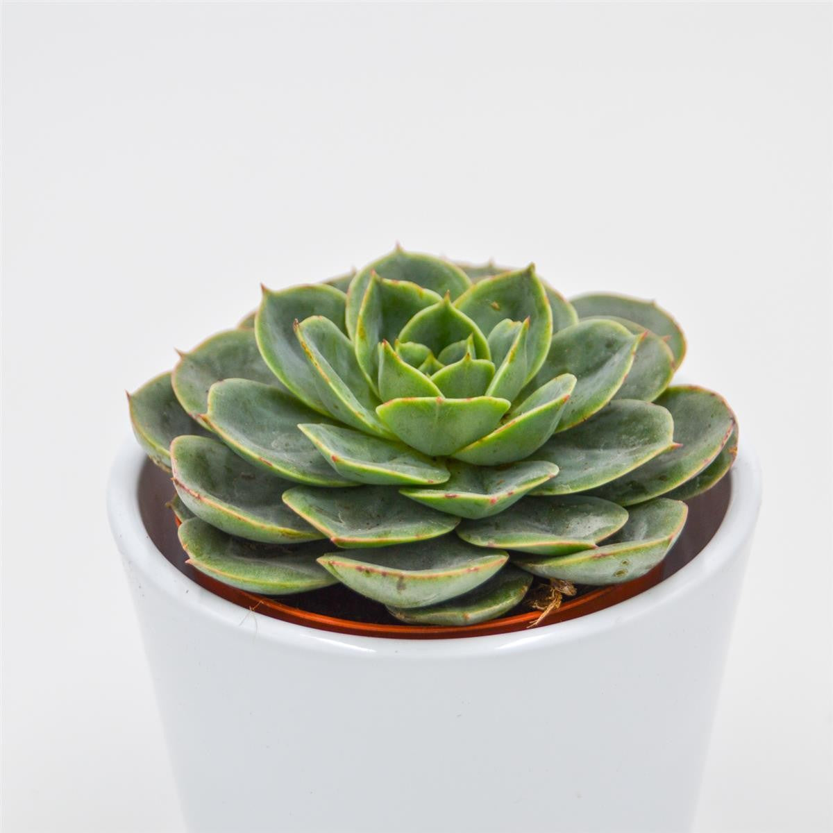 Echeveria Taco - 8.5cm