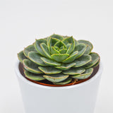 Echeveria Taco - 8.5cm