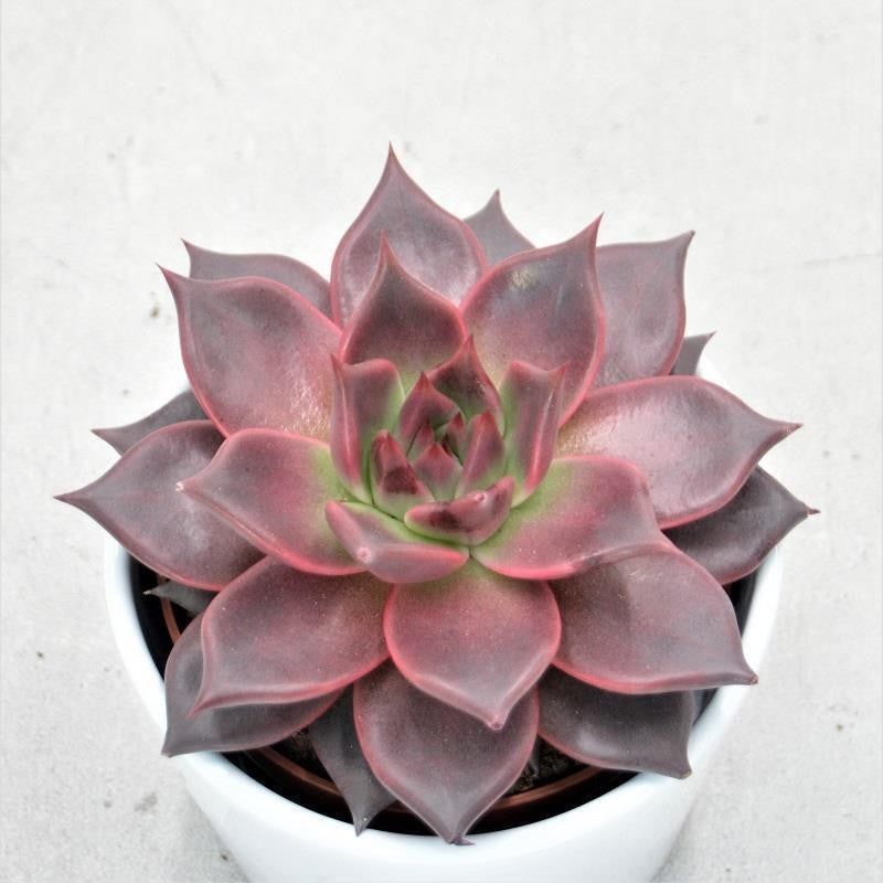 Echeveria agavoides Romeo - 10,5cm