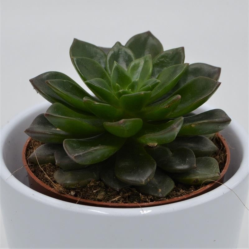 Echeveria Dark Star - 8.5cm