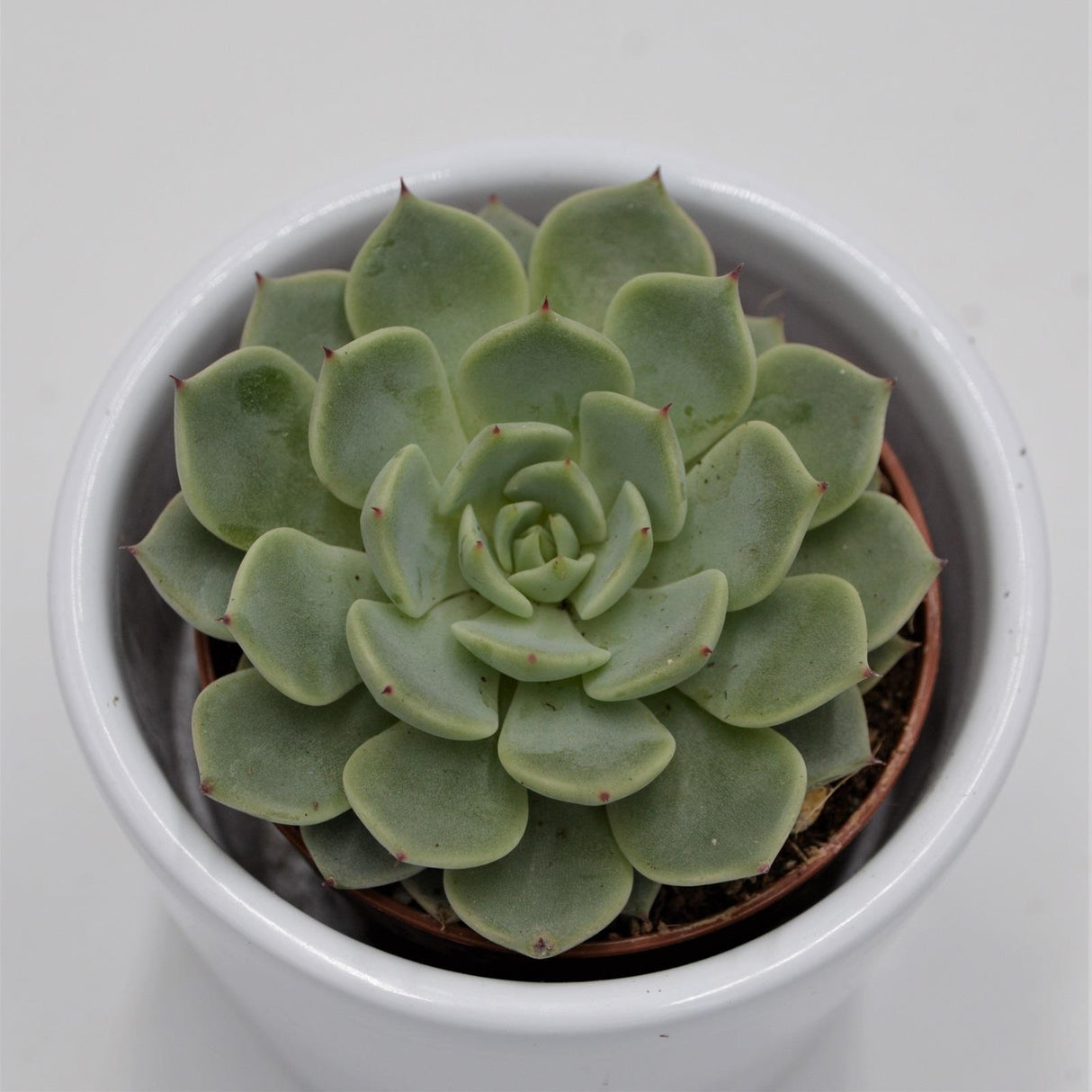 Echeveria texensis - 5.5cm