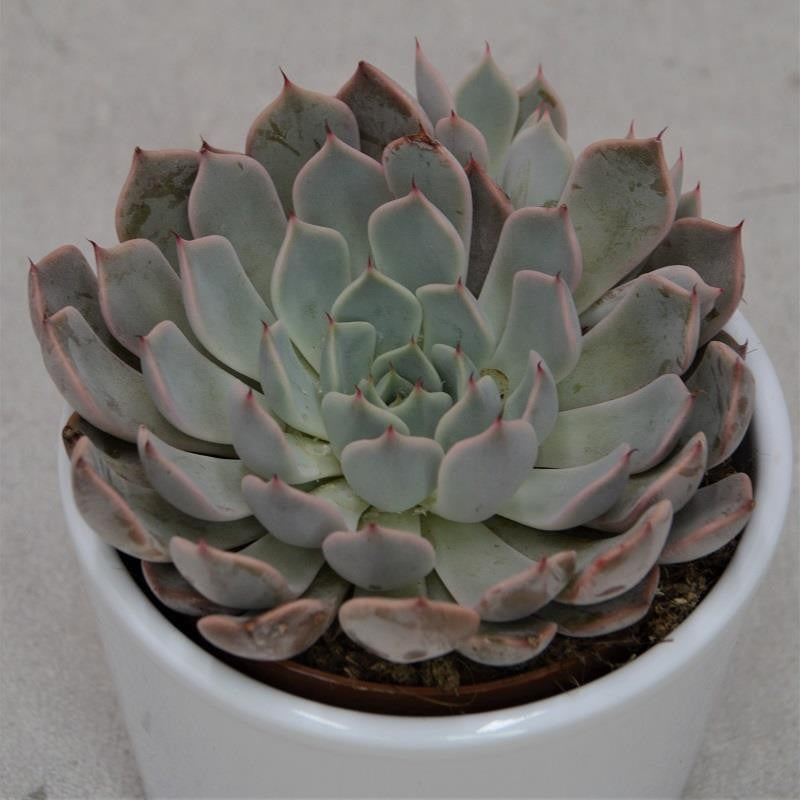 Echeveria cuspidata var. zaragoza Pink - 8.5cm