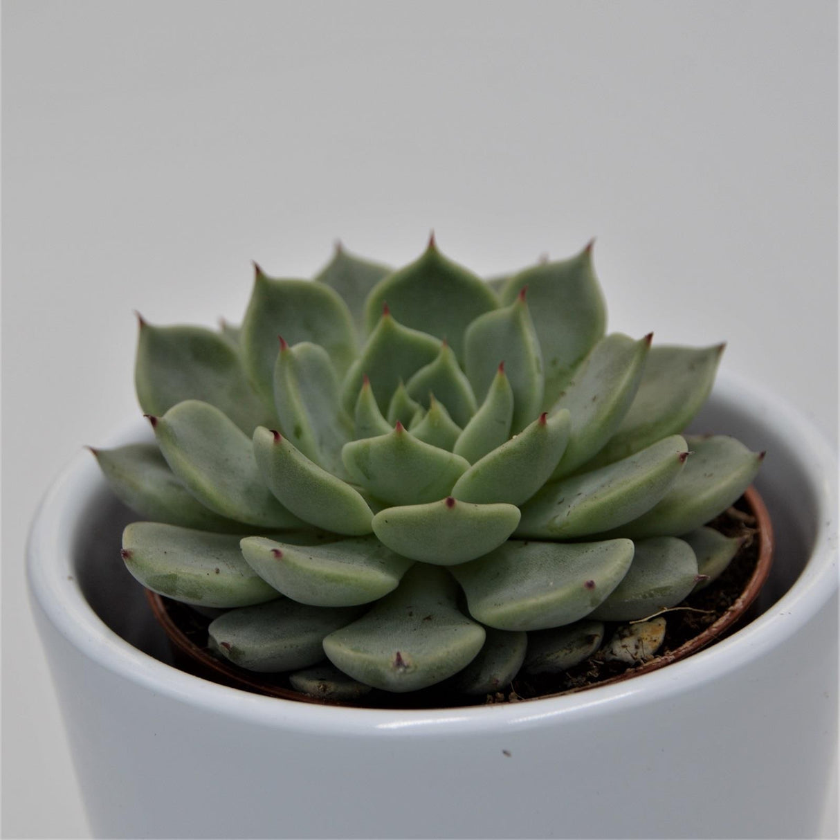 Echeveria texensis - 5.5cm