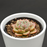 Echeveria Tiger Skin - 9cm