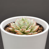 Echeveria Tippy - 6cm