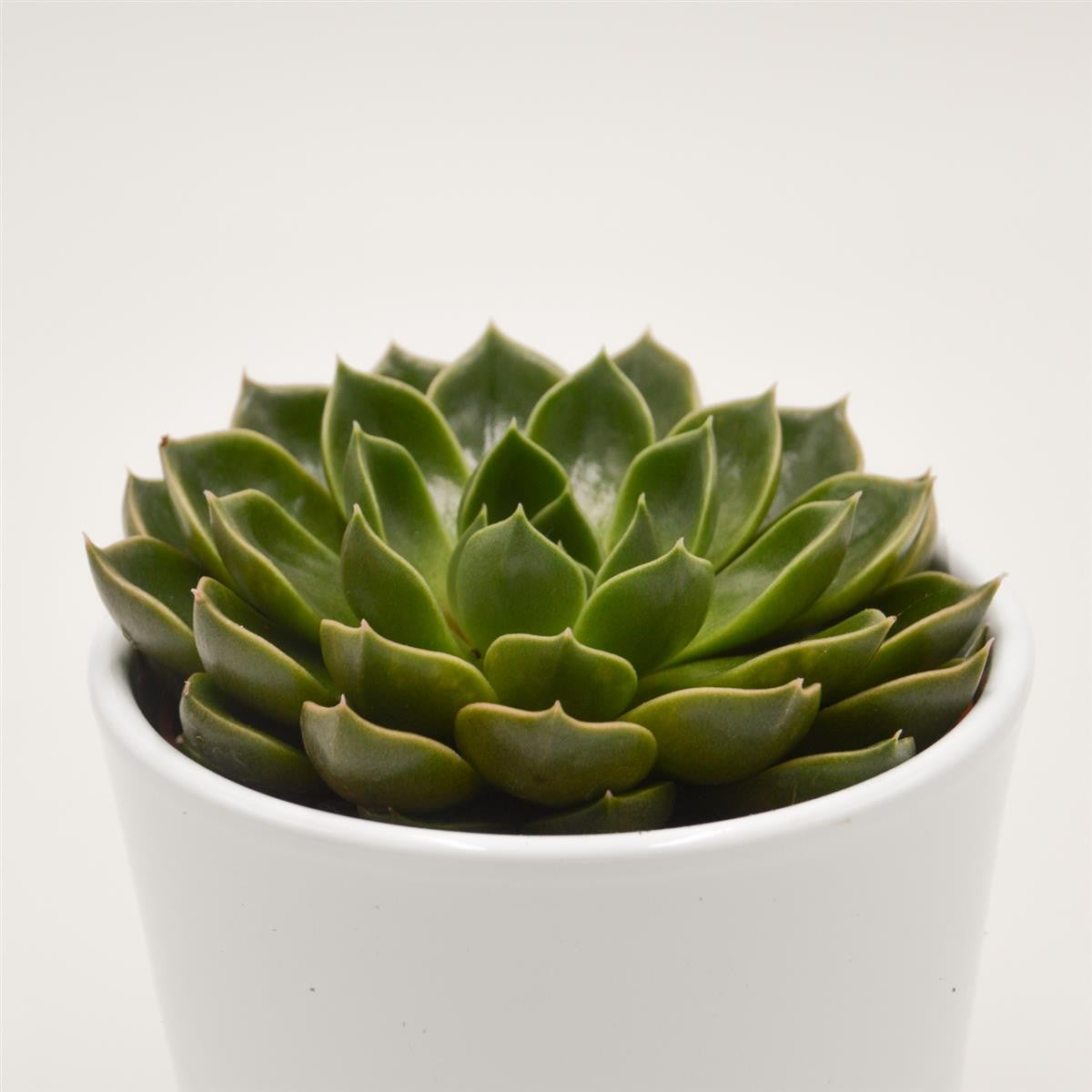 Echeveria Torro - 10.5cm