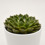 Echeveria Torro - 10.5cm