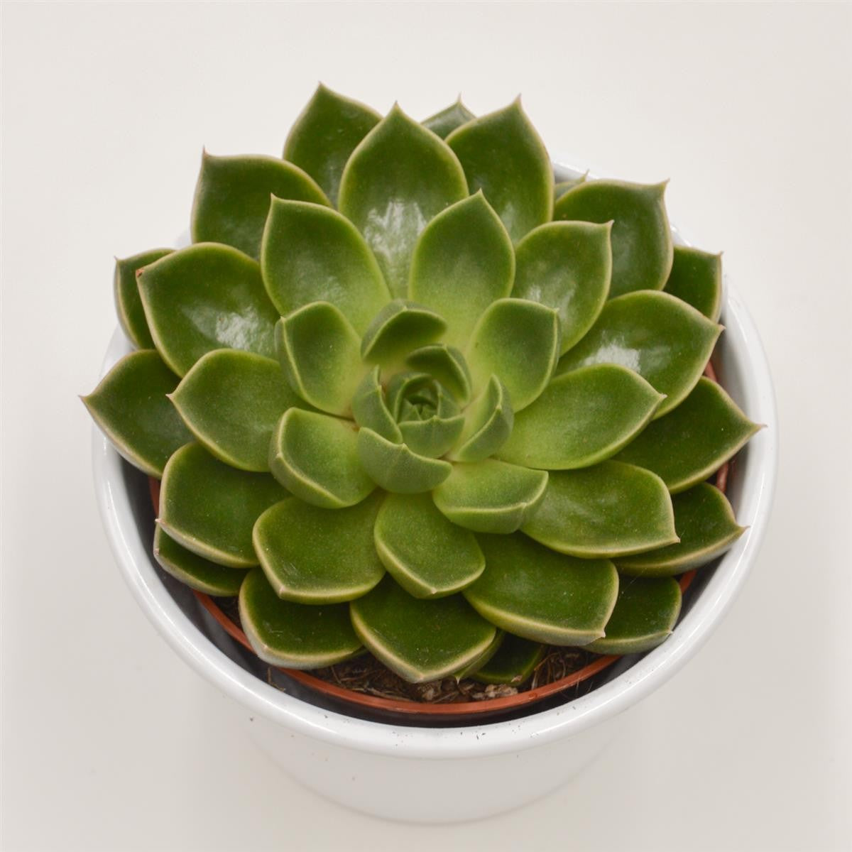 Echeveria Torro - 10.5cm