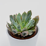 Echeveria Trumpet Pinky - 8,5cm