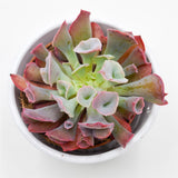 Echeveria Trumpet Pinky Short - 8,5cm