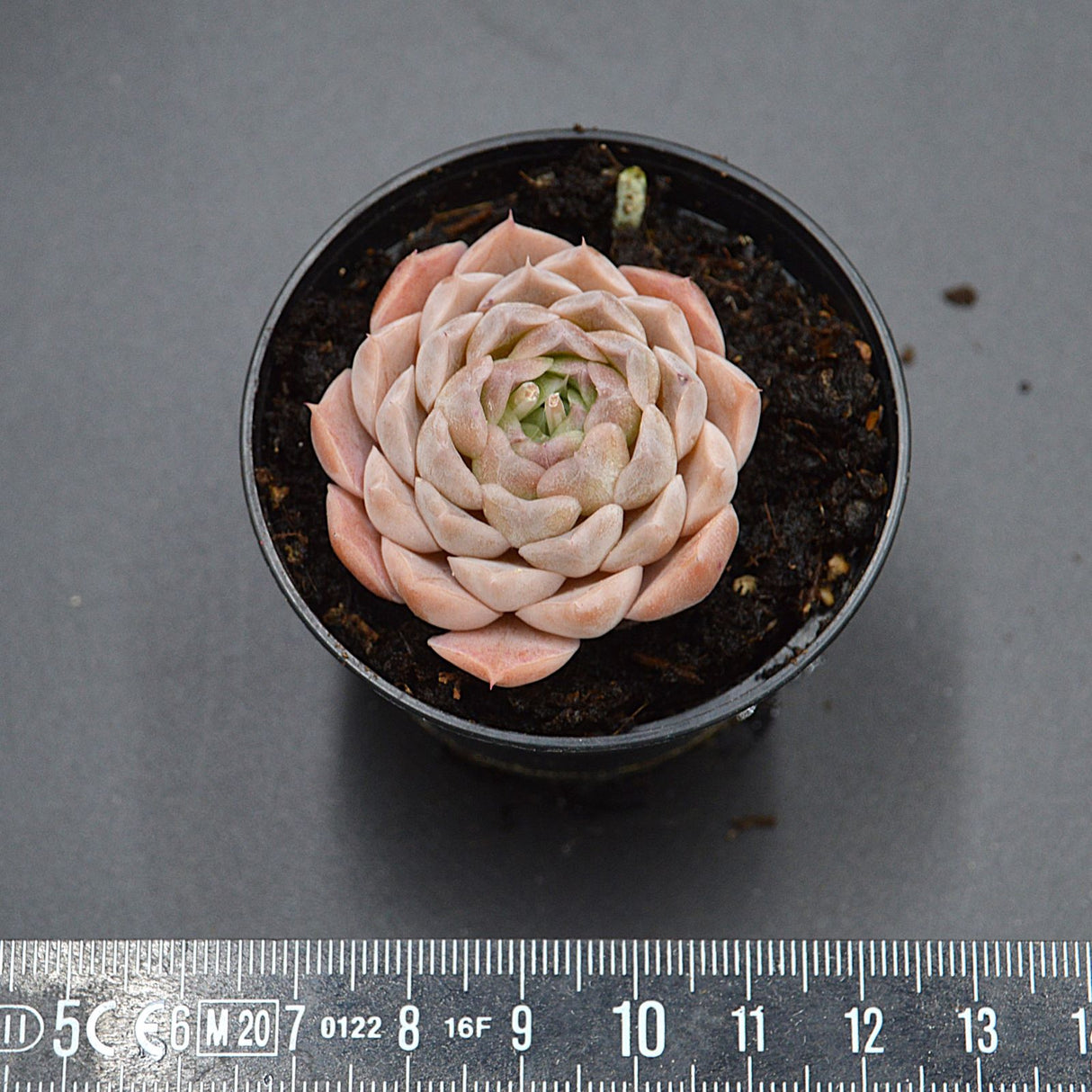 Echeveria White Swan