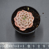 Echeveria White Swan