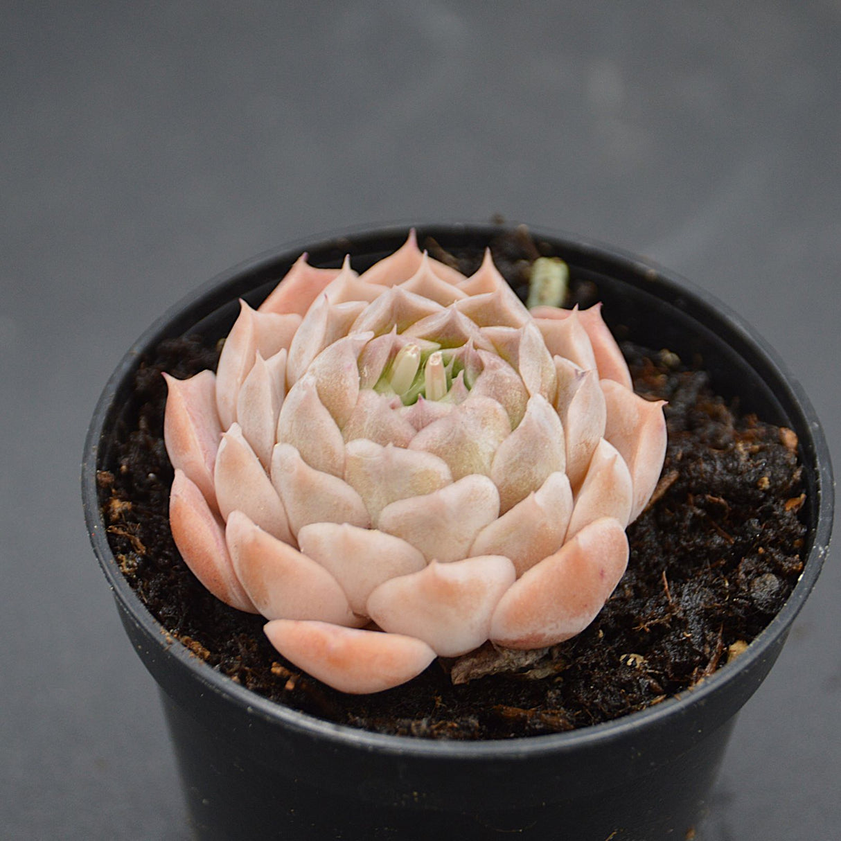 Echeveria White Swan