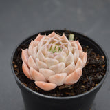 Echeveria White Swan