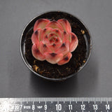Echeveria Wildfire