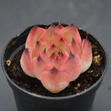 Echeveria Wildfire