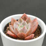Echeveria Wine Champagne - 9cm