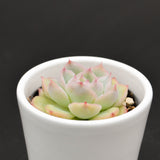 Echeveria Wrath - 6cm