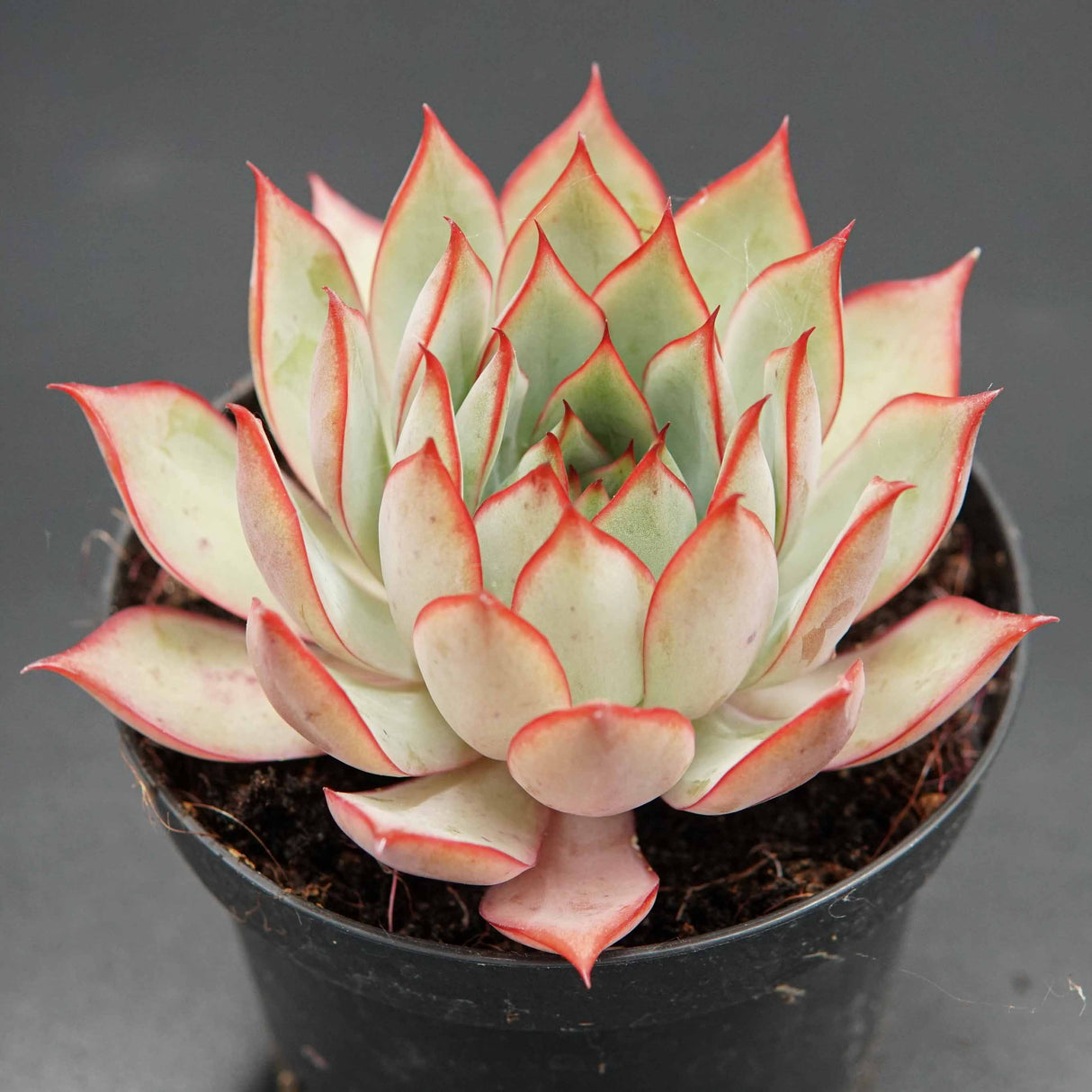 Echeveria Yeon-Deung