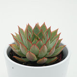 Echeveria Yeon-Deung - 9cm