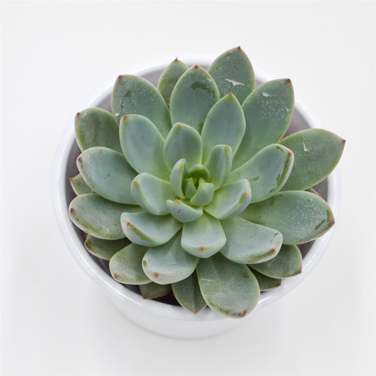 Echeveria Yummie - 8.5cm
