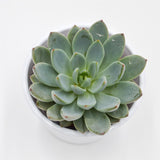 Echeveria Yummie - 8.5cm