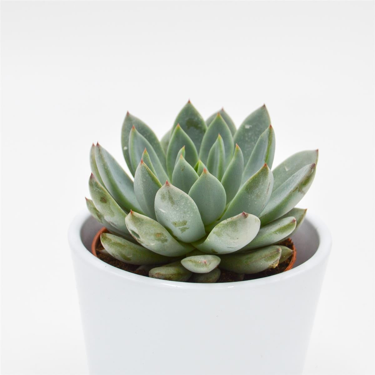 Echeveria Yummie - 8.5cm