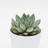 Echeveria Yummie - 8.5cm