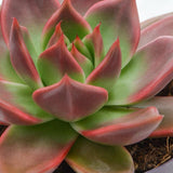 Echeveria agavoides Mars - 13cm