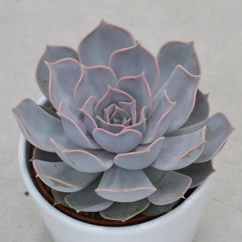 Echeveria lilacina - 10,5cm