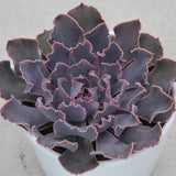 Echeveria shaviana Pink Frills - 10,5cm