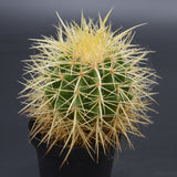 Echinocactus Grusonii
