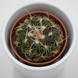 Echinofossulocactus multicostatus Rubra - 5,5