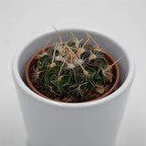 Echinofossulocactus multicostatus Rubra - 5,5