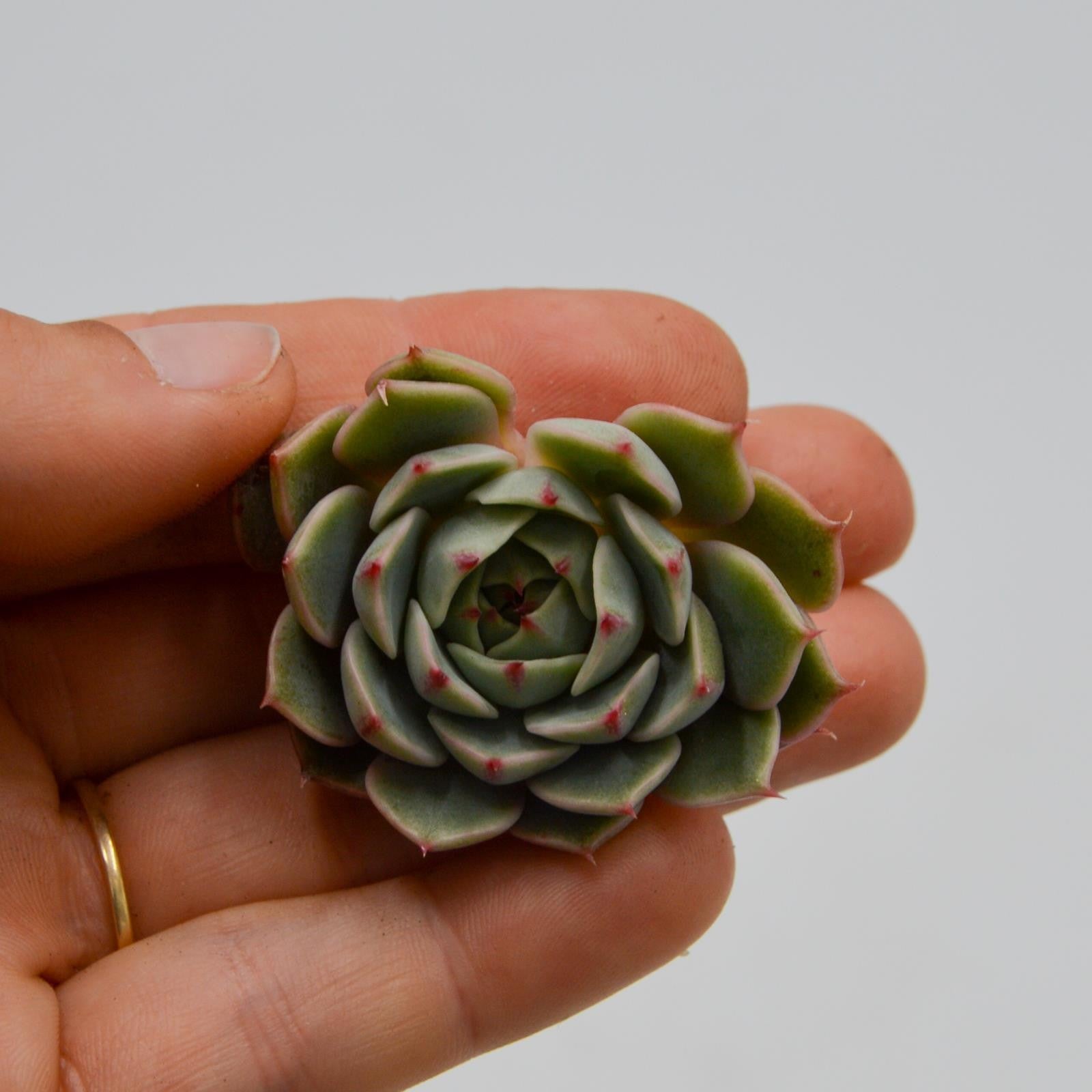 ben badis succulent Echeveria Ben Badis – PASIORA