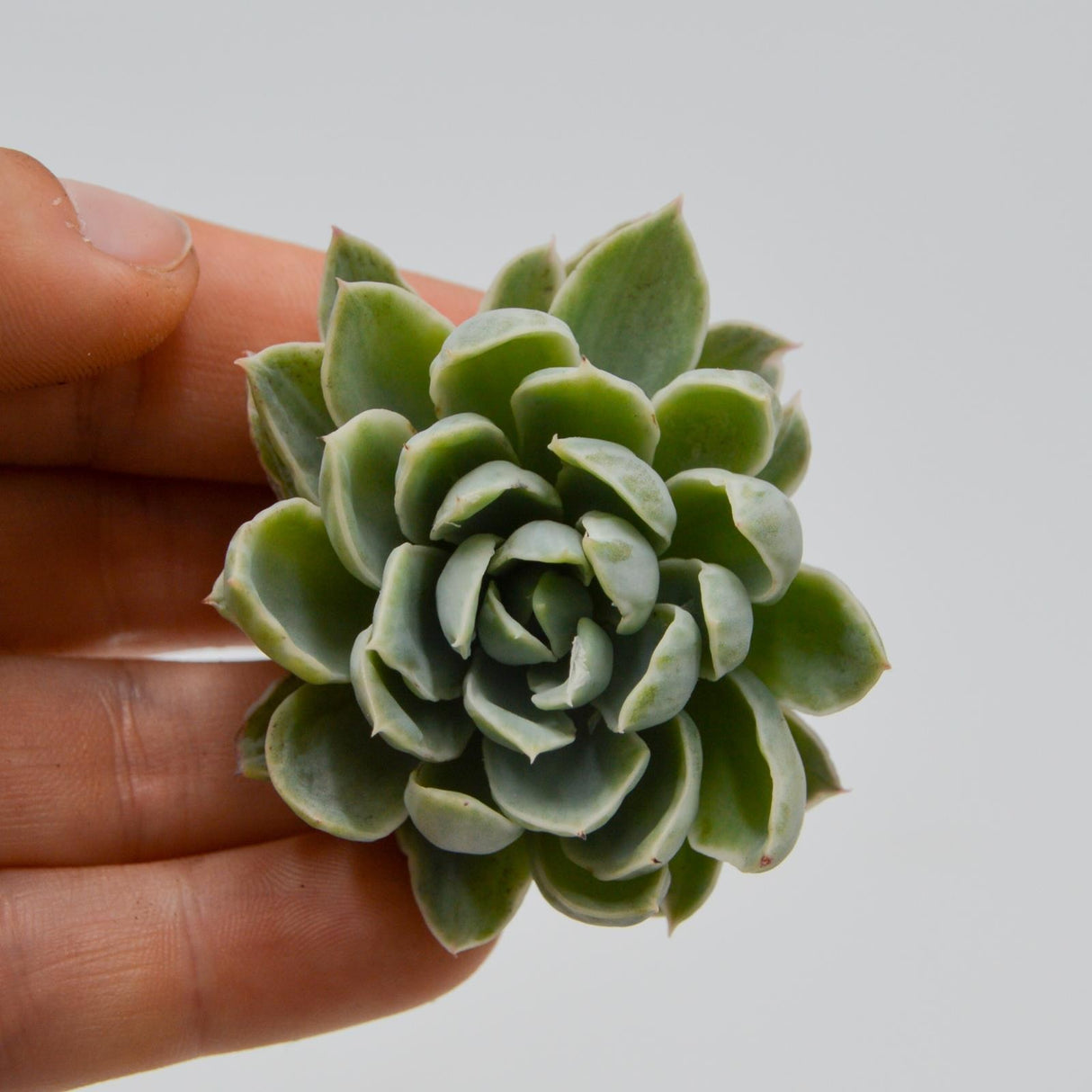 Echeveria Royal Chrysanthemum variegated form