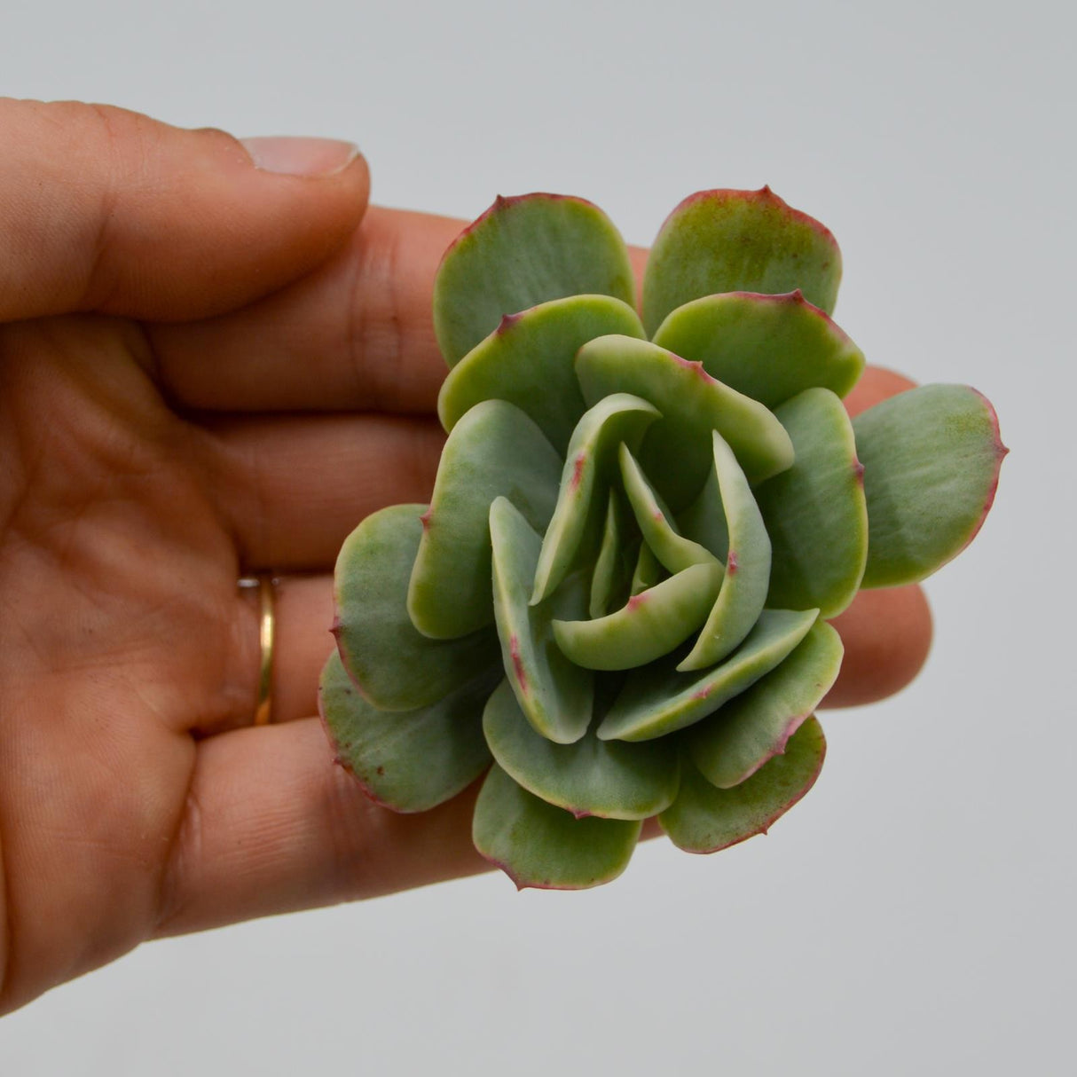 Echeveria Mocha variegated form
