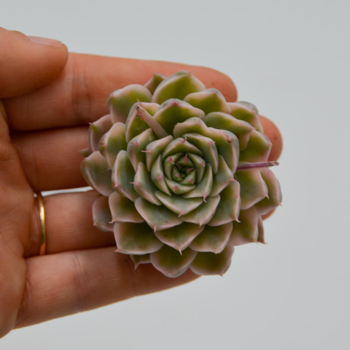 Echeveria halbingeri var. variegata