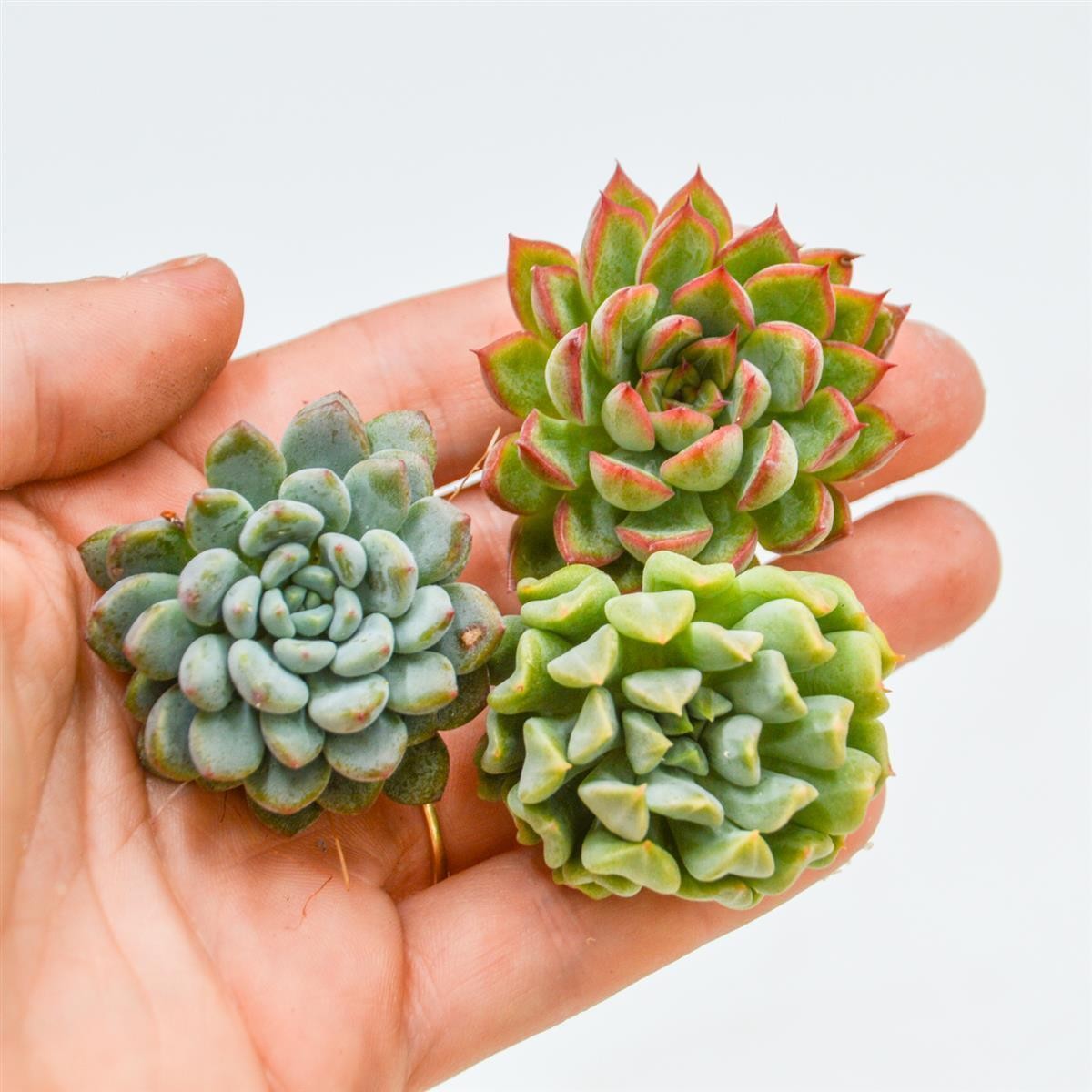 Set: E. Mebina, E. Irish Mint, E. amonea