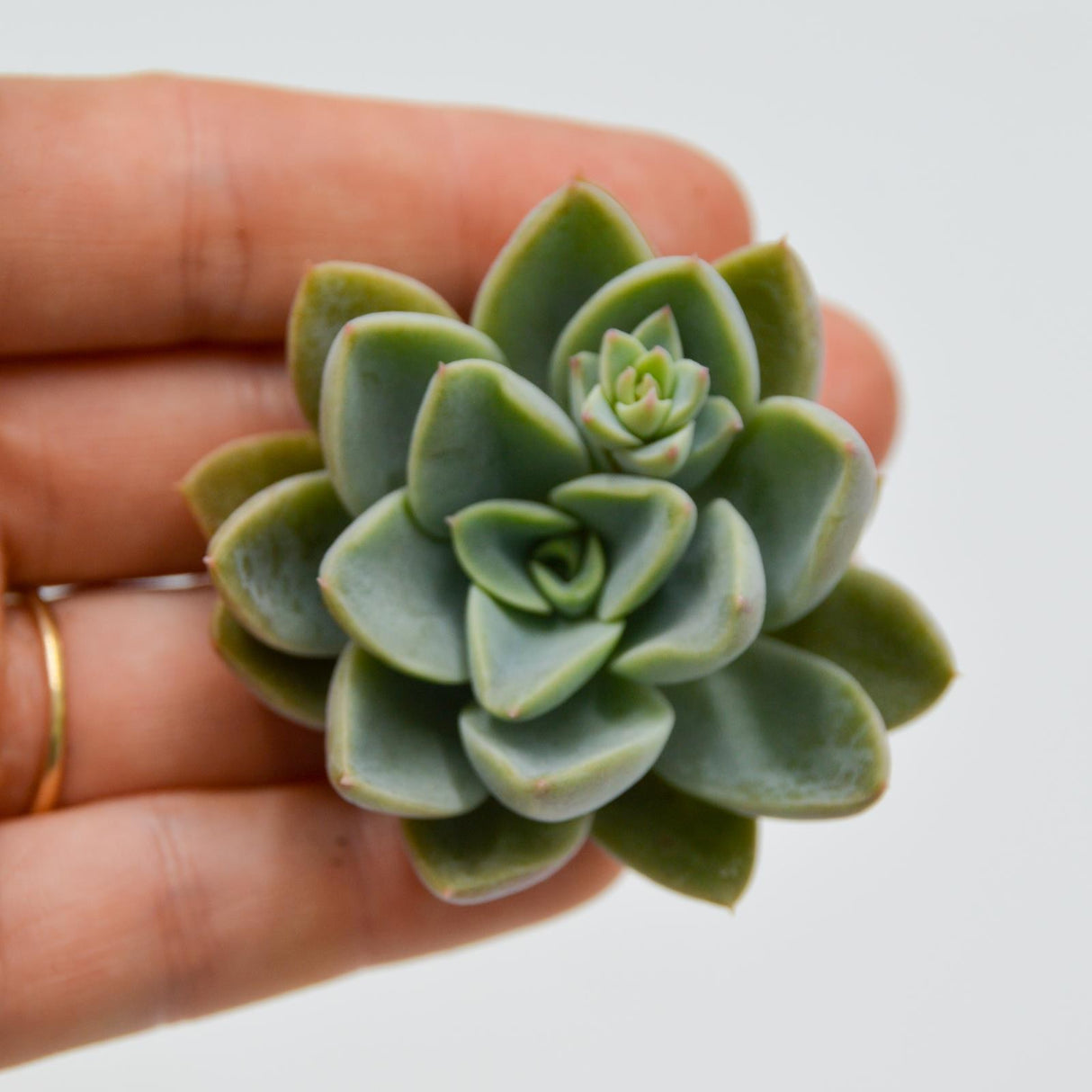 Echeveria rancemosa x derenbergii
