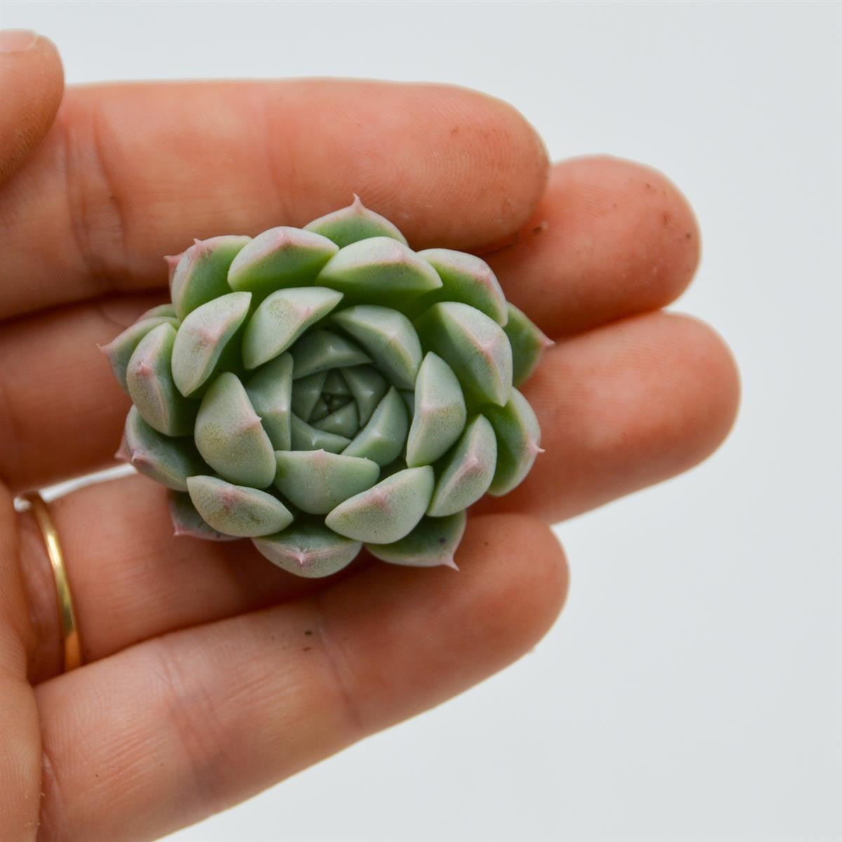 Set: E. bicolor, E. Blue Atoll, E. Hybrid