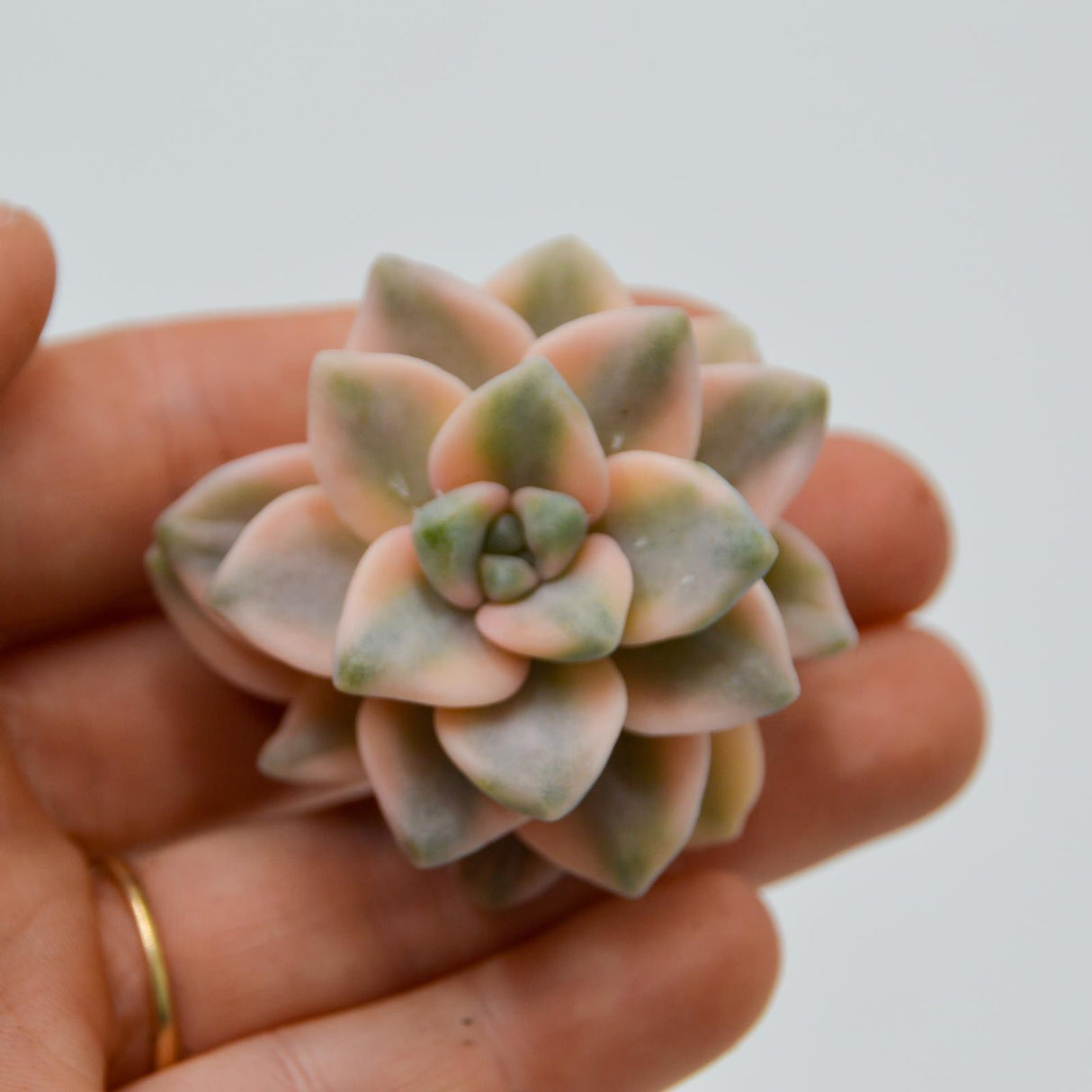 Graptoveria titubans var. variegata