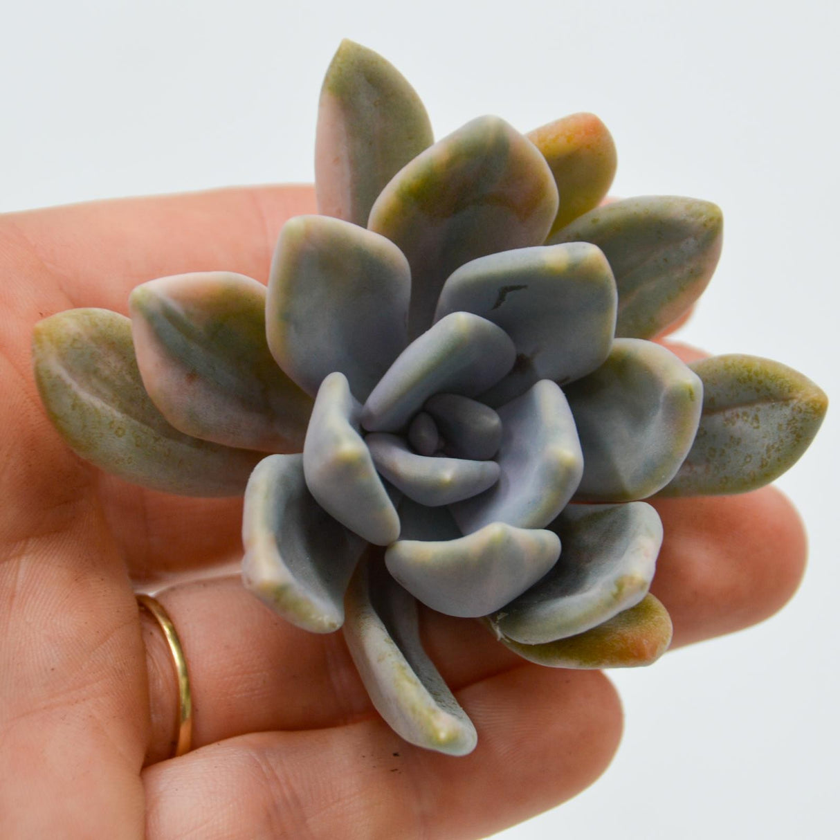 Graptoveria pachyphytoides var. variegata