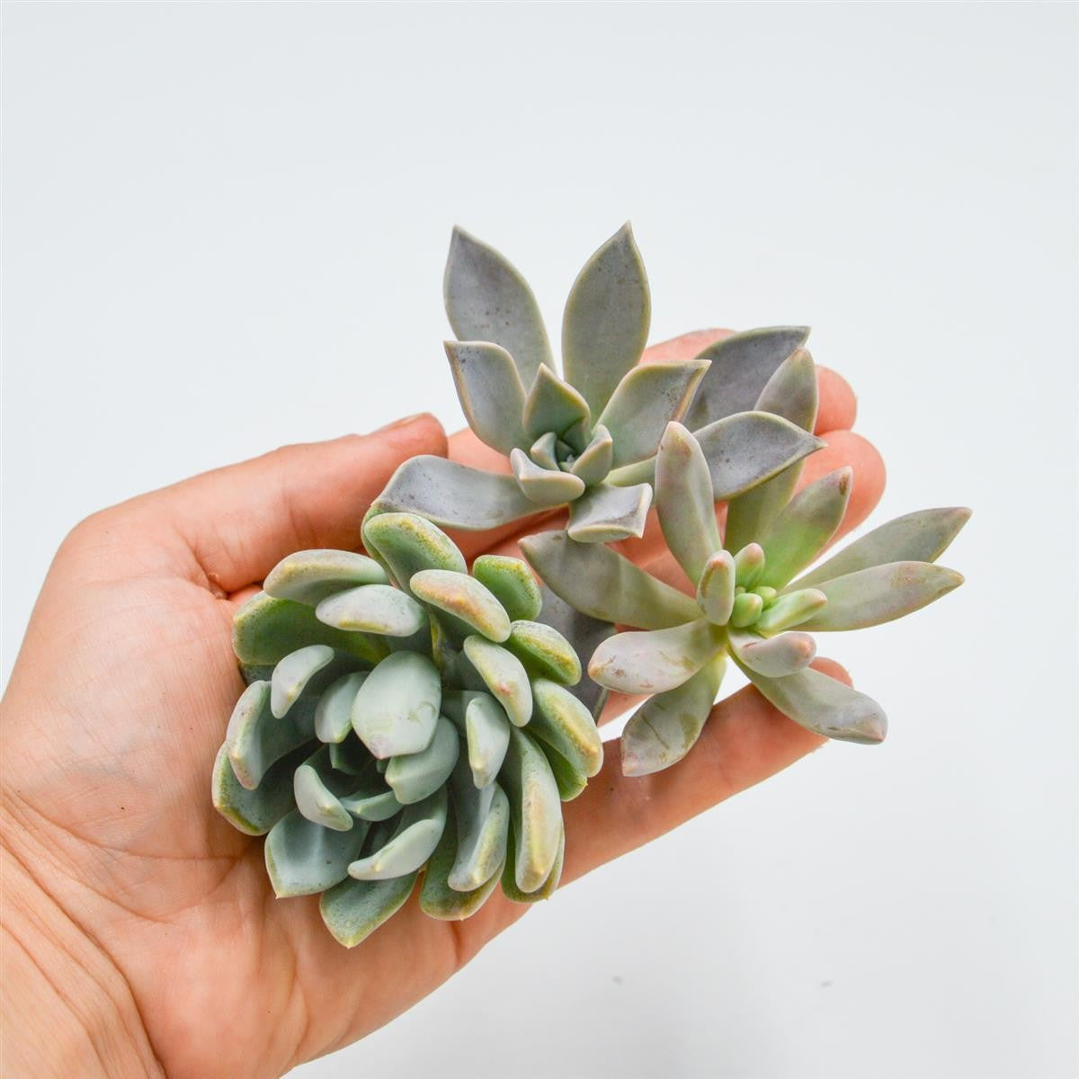 Set: P. paraguayense, PDarley Sunshine, P. Scheideckeri
